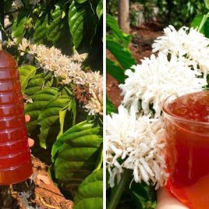 MẬT ONG HOA CÀ PHÊ 1 LÍT